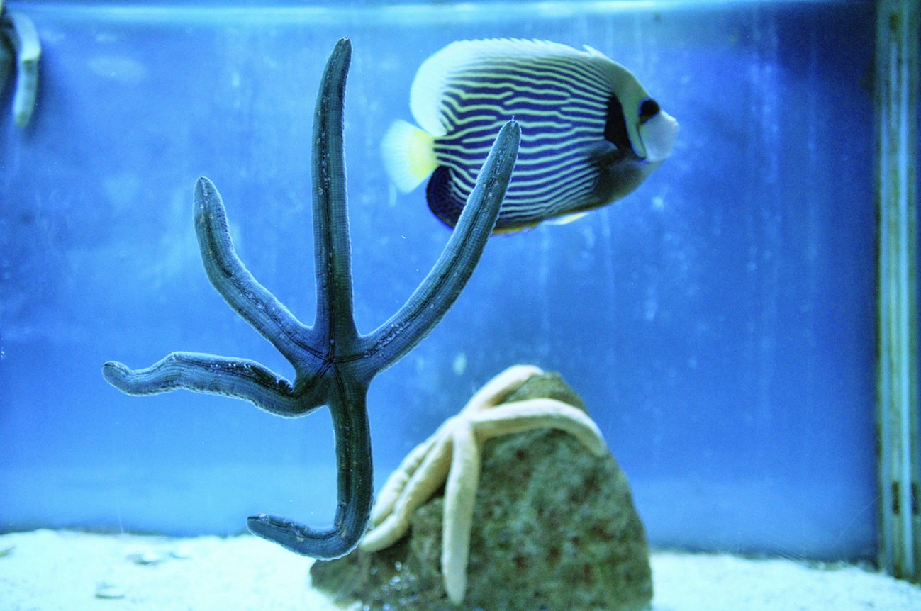 面条海星 (2).jpg