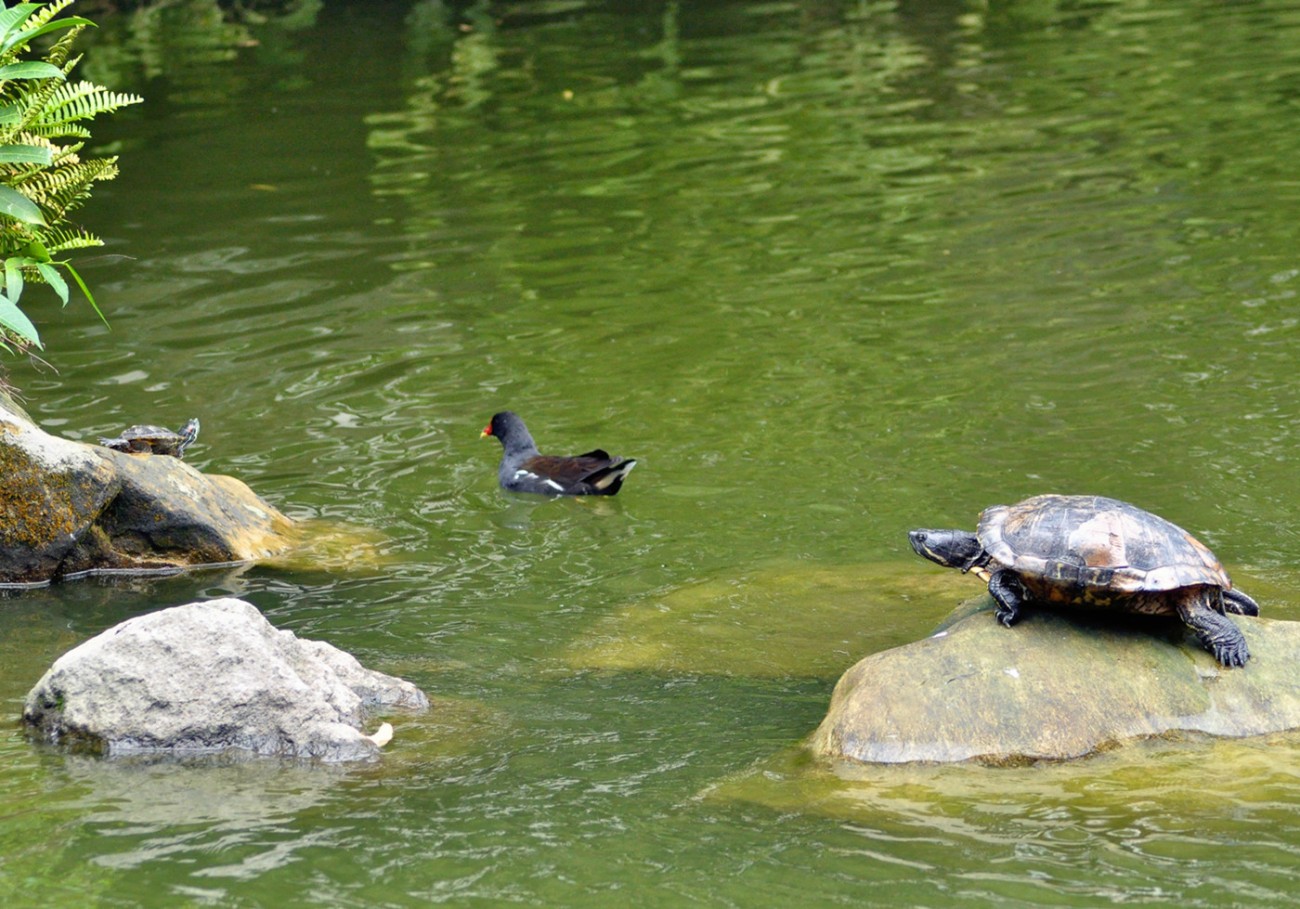 乌龟与黑水鸡 (4).jpg