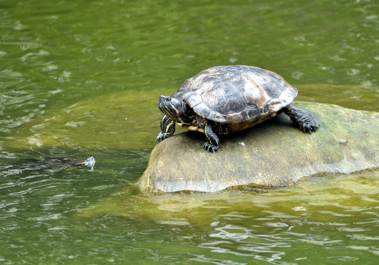 乌龟与黑水鸡 (5).jpg