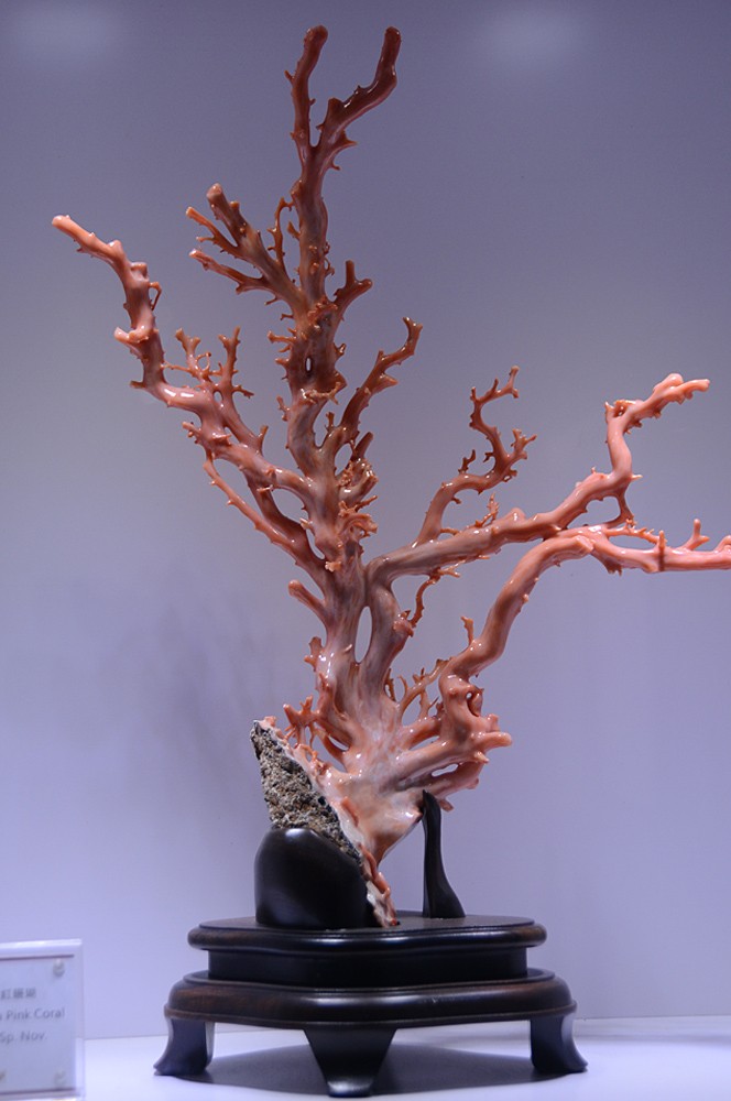 珊瑚 (13).jpg