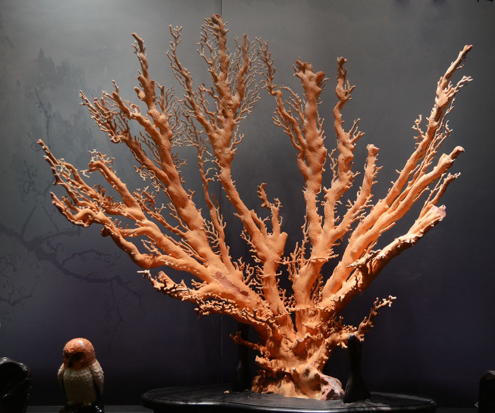 珊瑚 (3).jpg