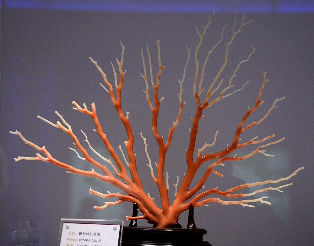 珊瑚 (10).jpg