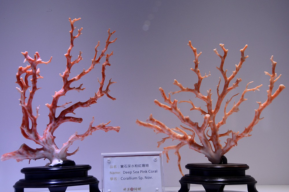 珊瑚 (14).jpg