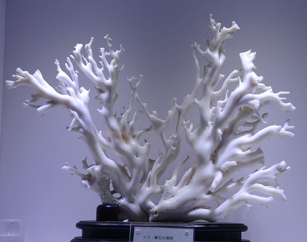珊瑚 (16).jpg
