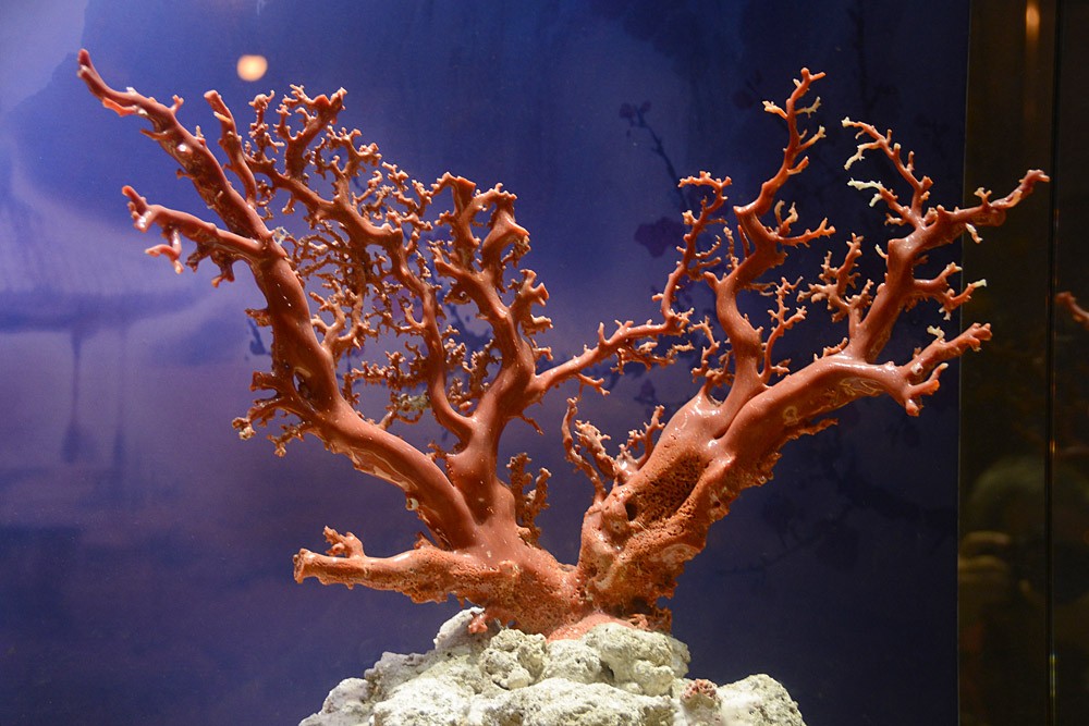珊瑚 (1).jpg