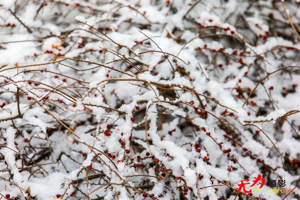 2015年西安第一场雪 (21).jpg
