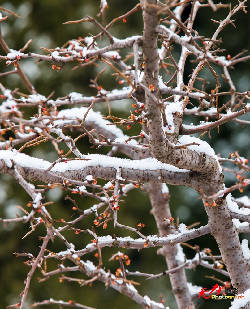 2015年西安第一场雪 (23).jpg
