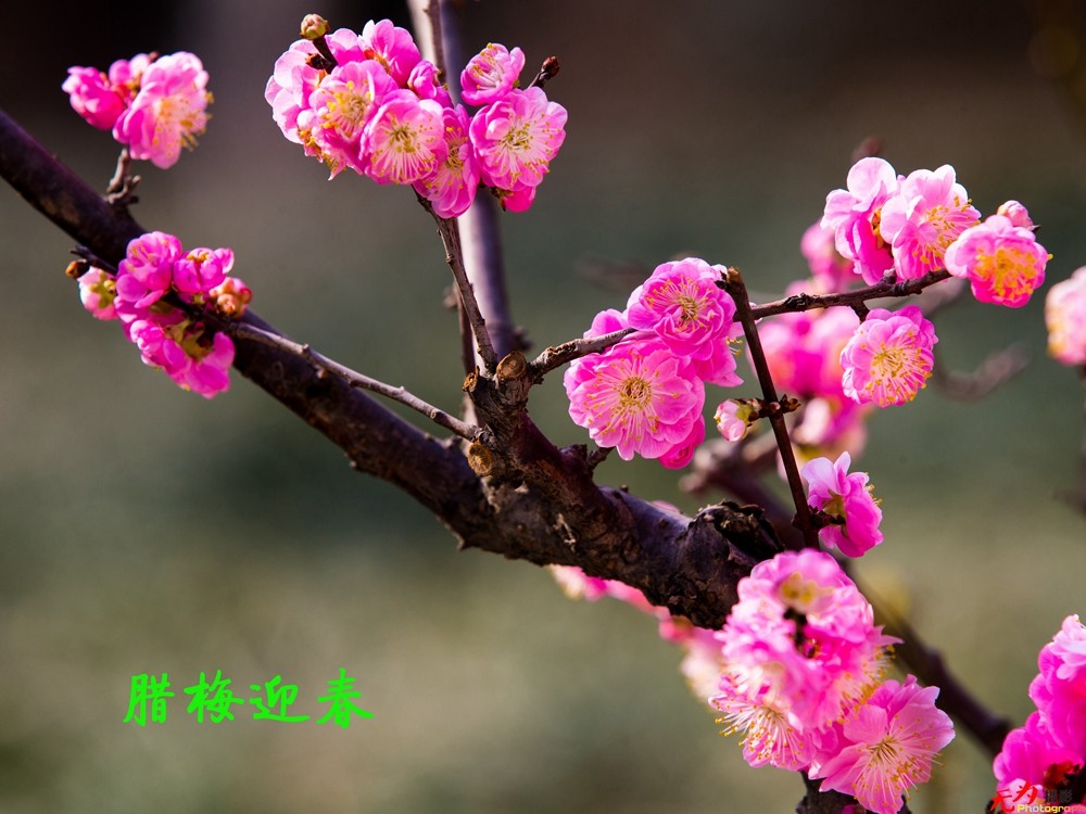 腊梅迎春 (11).jpg