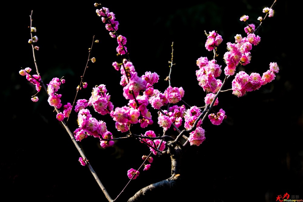 腊梅迎春 (9).jpg