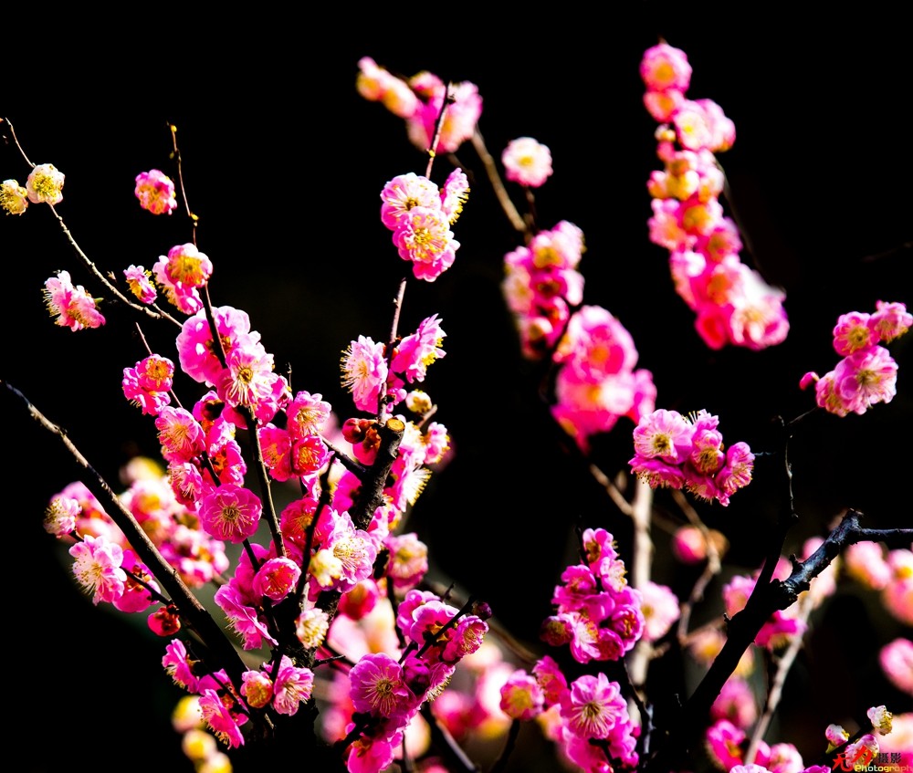 腊梅迎春 (15).jpg