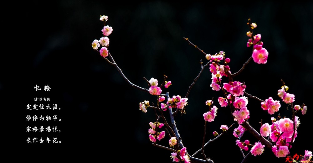 腊梅迎春 (16).jpg