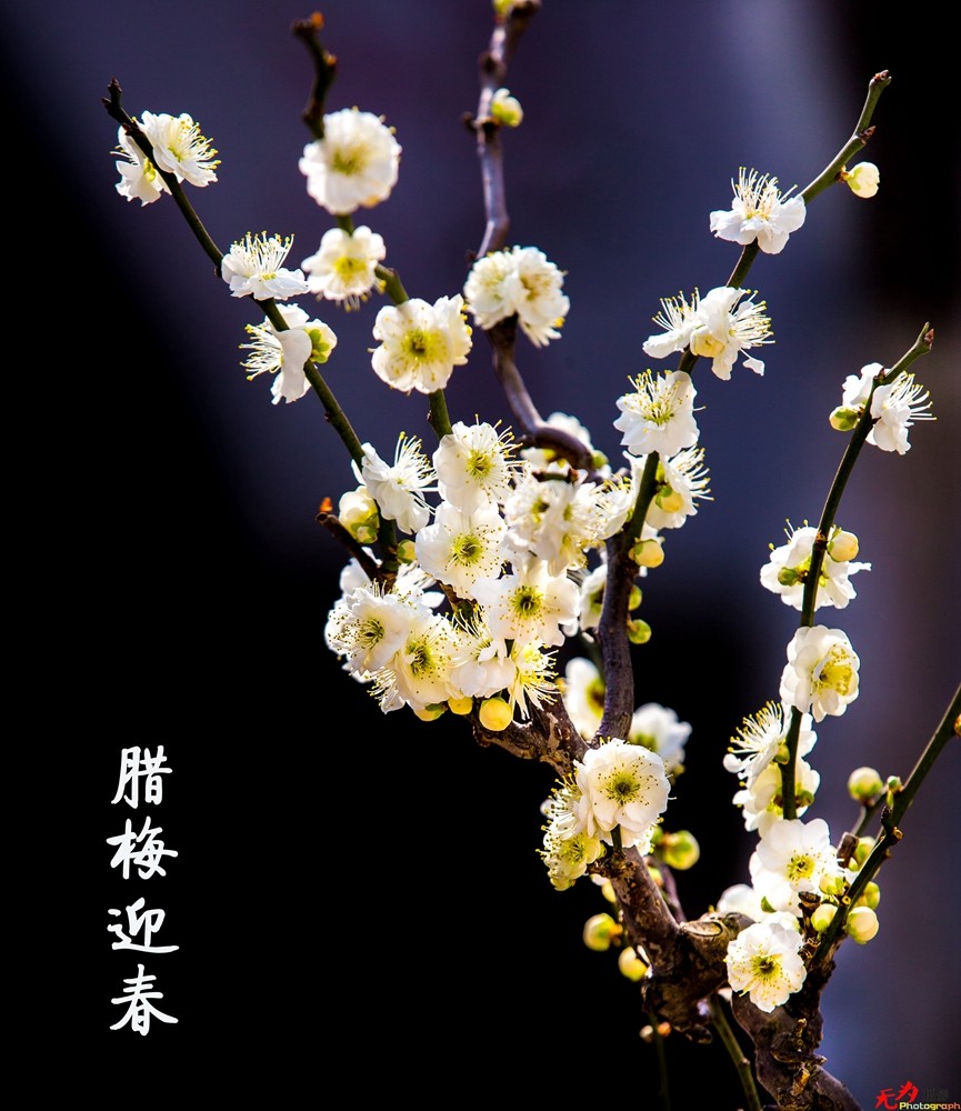 腊梅迎春 (14).jpg