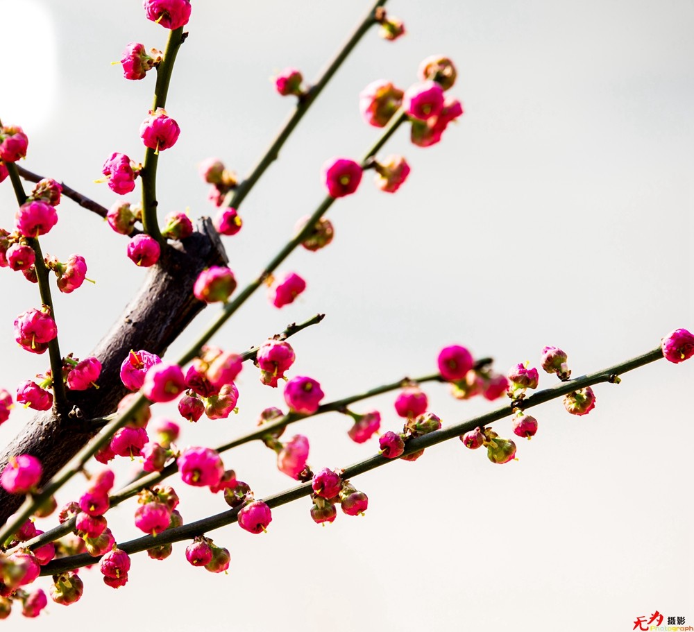 腊梅迎春 (19).jpg