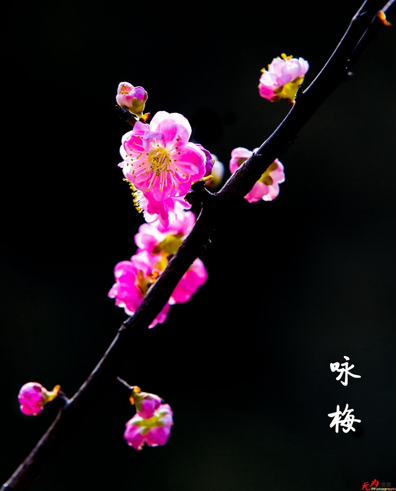 腊梅迎春 (26).jpg