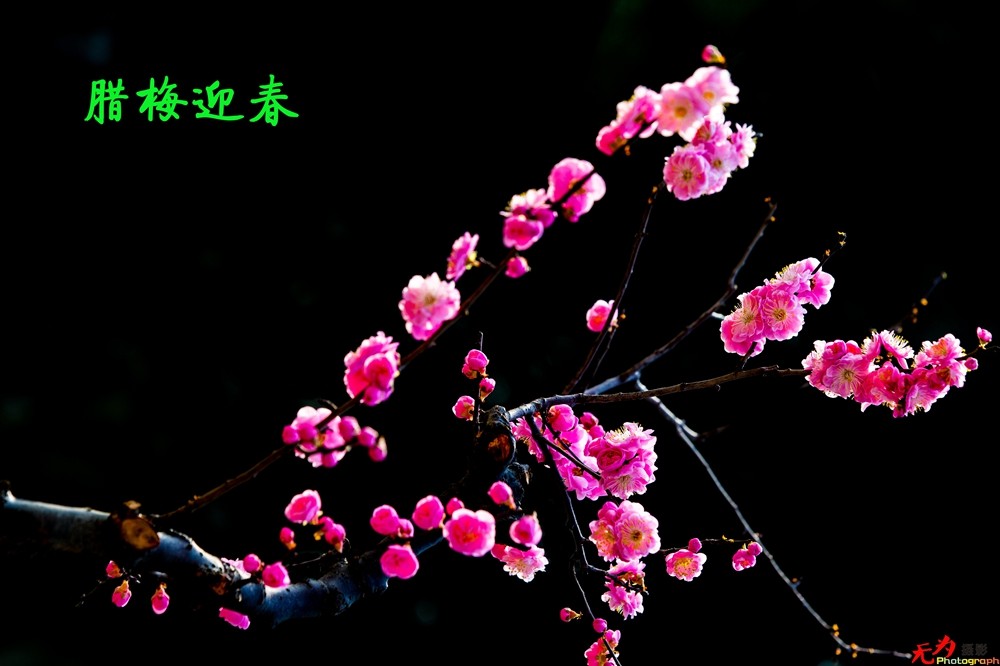 腊梅迎春 (22).jpg