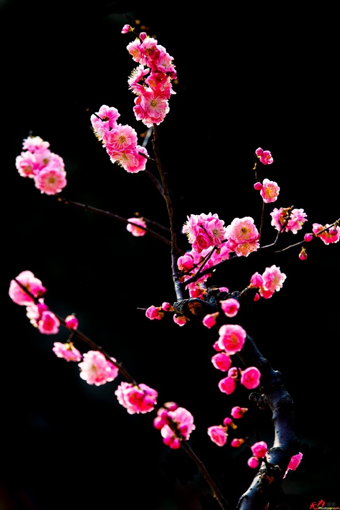 腊梅迎春 (23).jpg