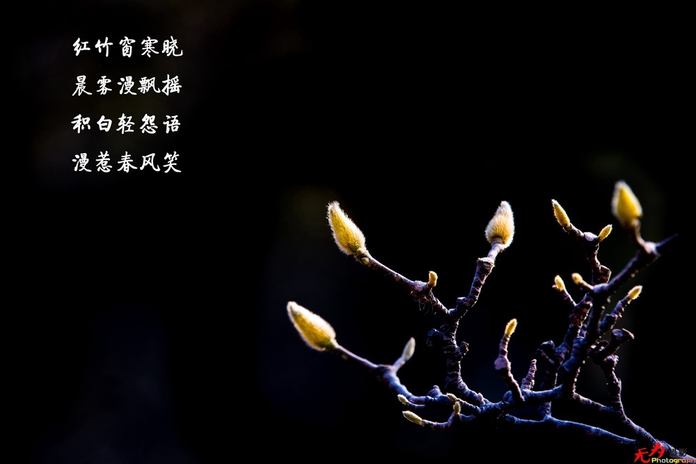 腊梅迎春 (32).jpg