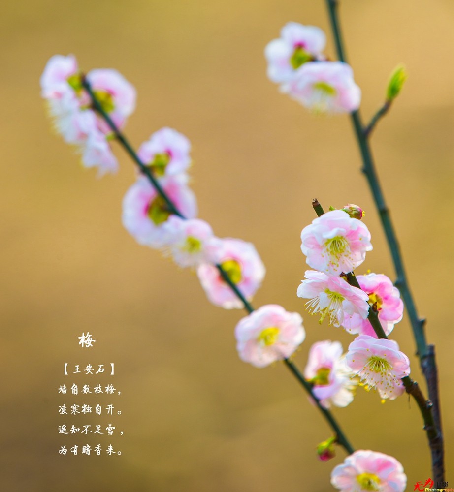 腊梅迎春 (29).jpg