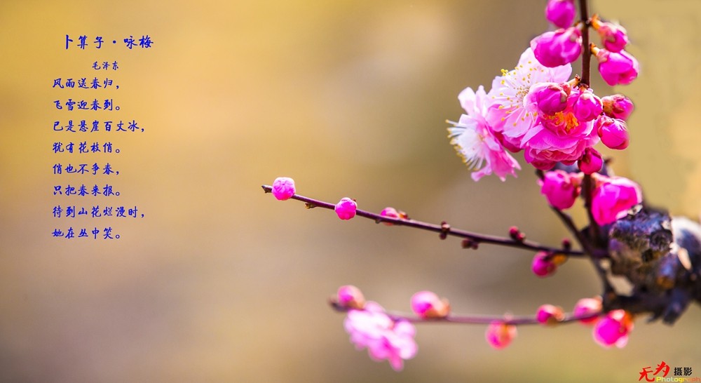 腊梅迎春 (27).jpg