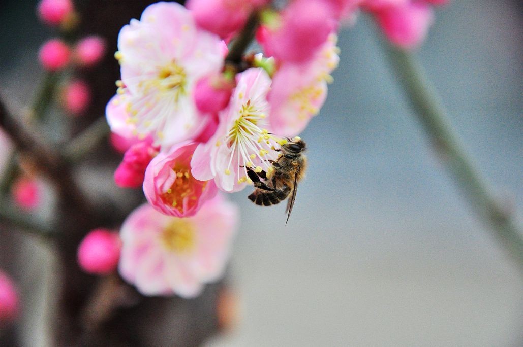 梅花开放引蜂采蜜来