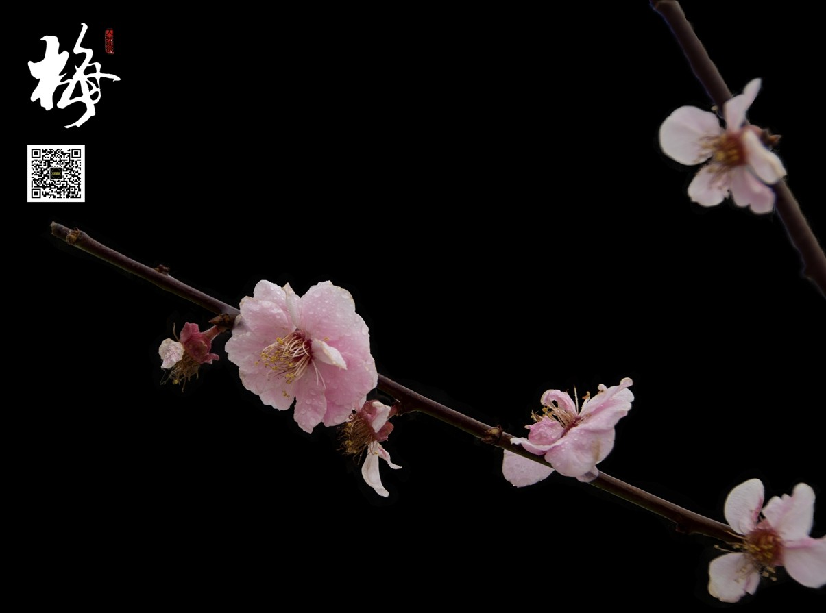 梅 (1).jpg