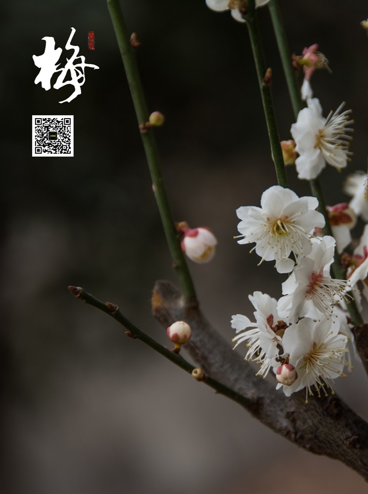 梅 (4).jpg