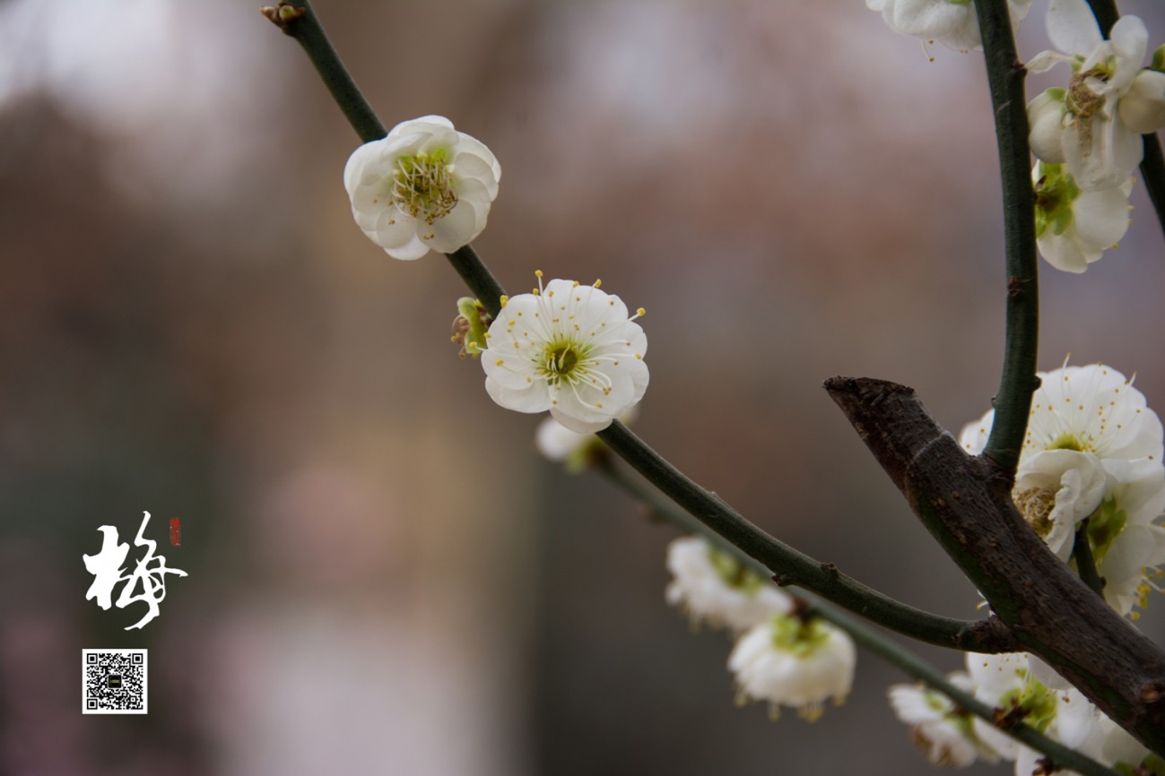 梅 (5).jpg