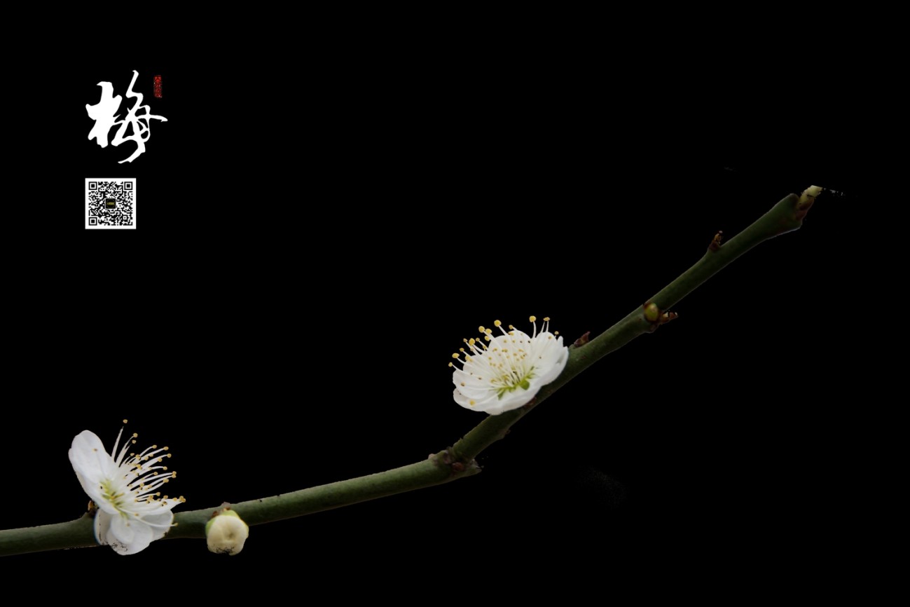 梅 (6).jpg