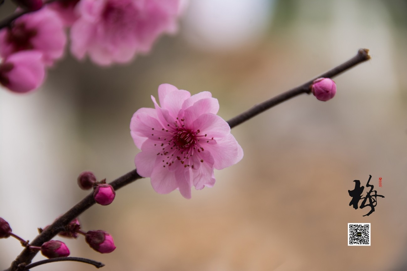 梅 (8).jpg