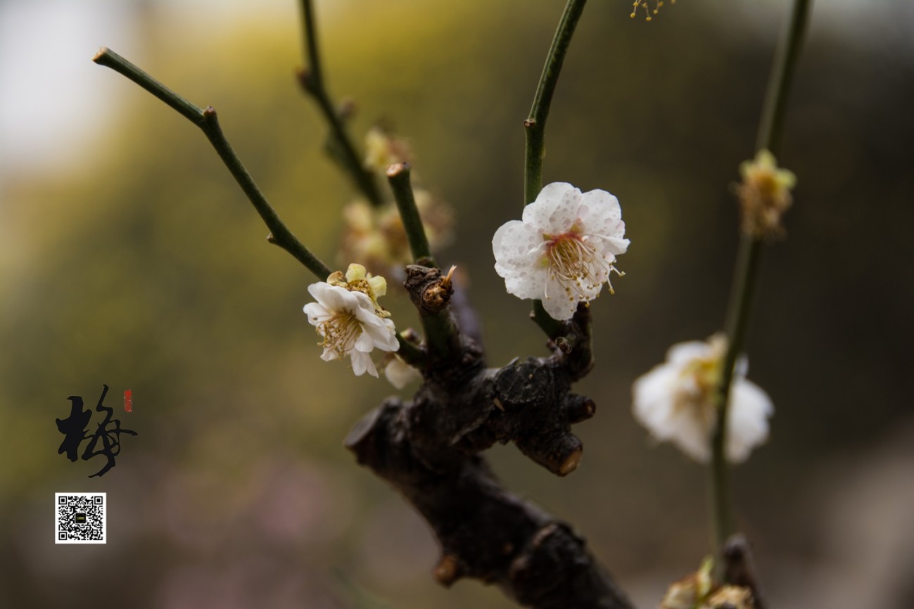 梅 (11).jpg