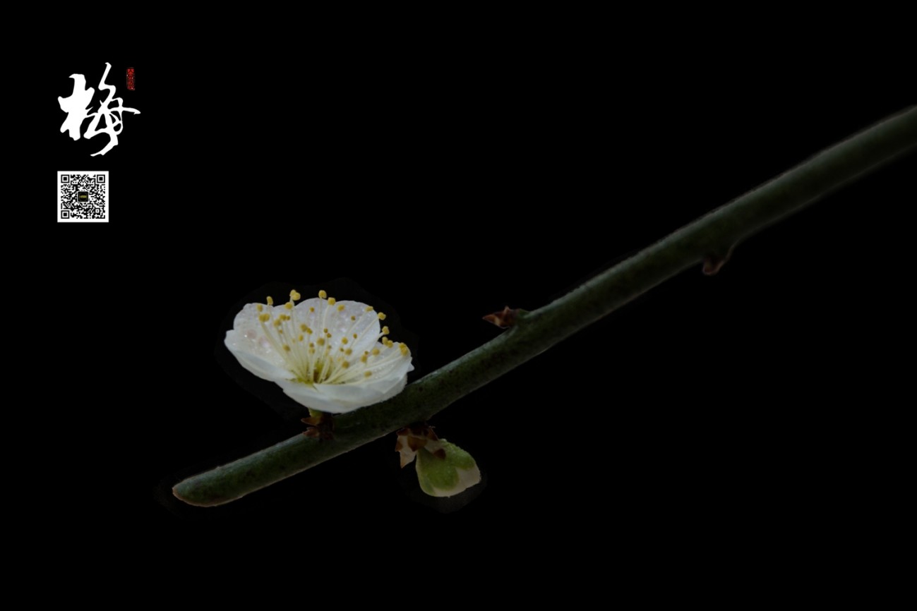 梅 (13).jpg