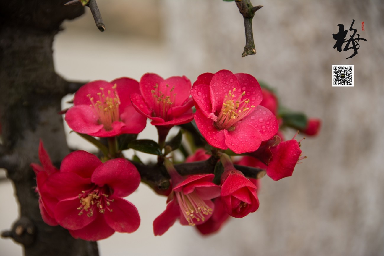 梅 (15).jpg