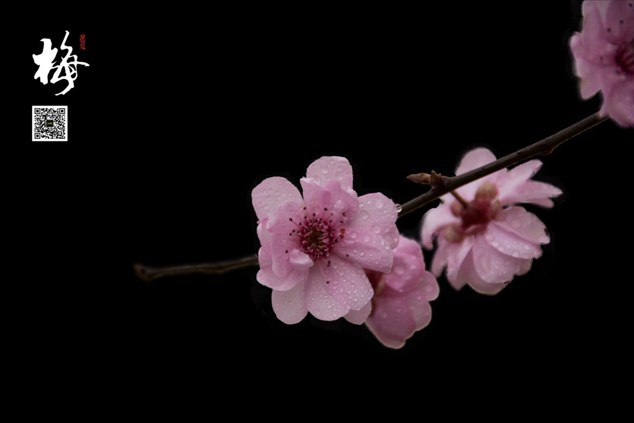 梅 (16).jpg