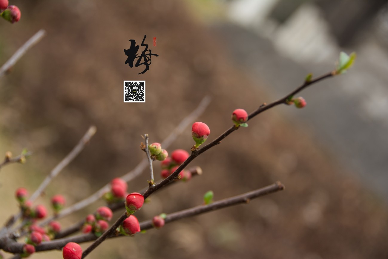 梅 (17).jpg
