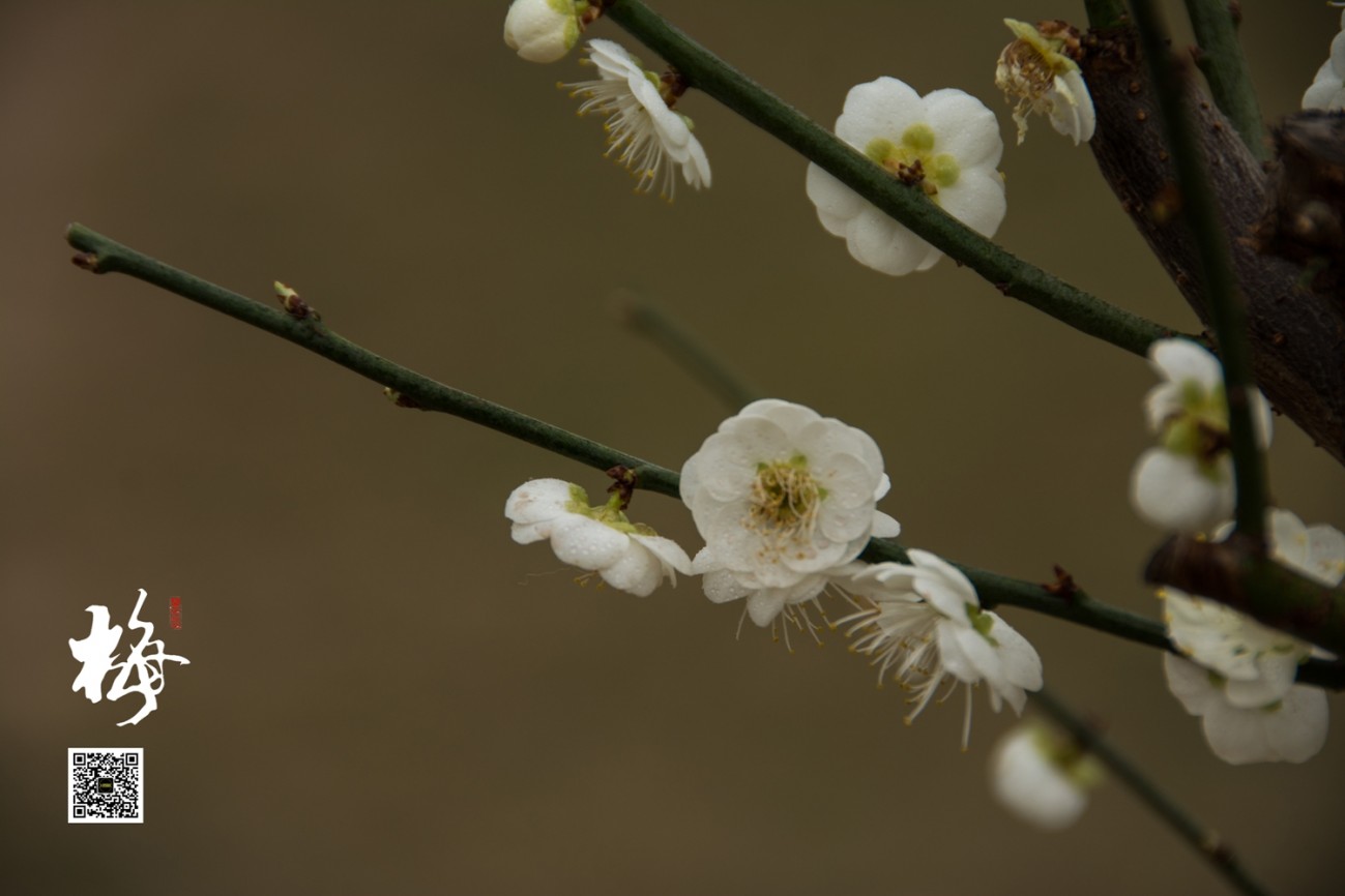 梅 (18).jpg