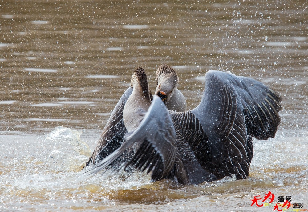 决斗—天鹅争夺配偶权纪实 (7).jpg