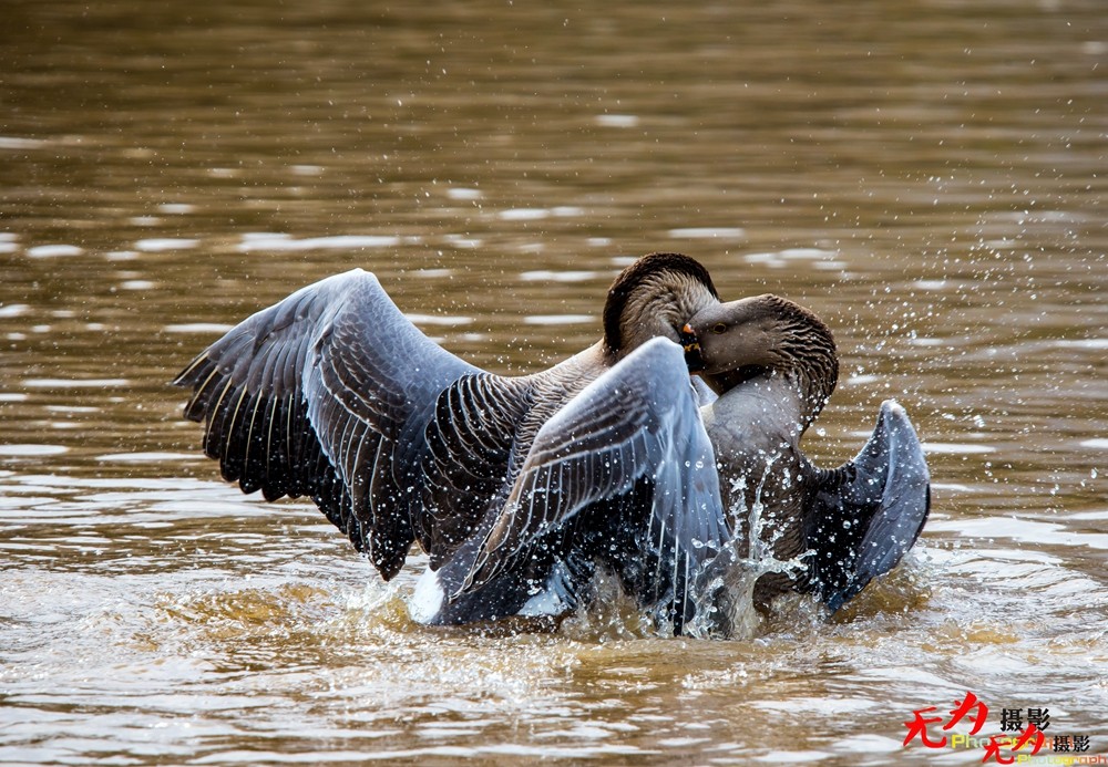 决斗—天鹅争夺配偶权纪实 (4).jpg