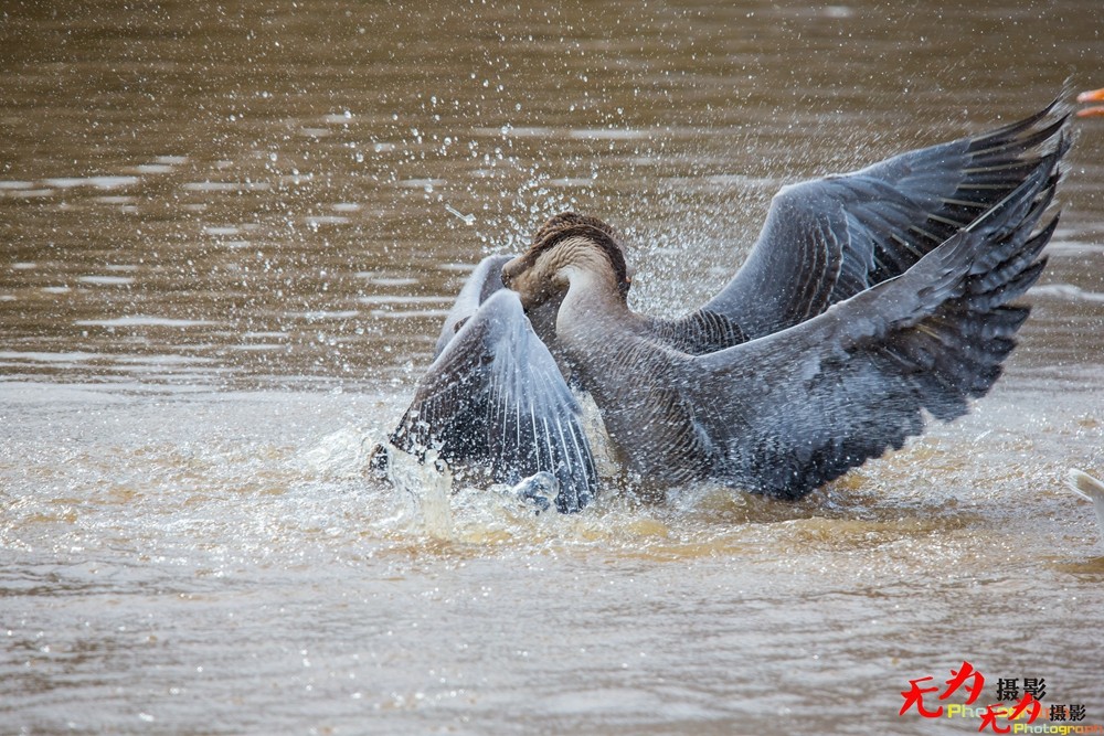 决斗—天鹅争夺配偶权纪实 (8).jpg
