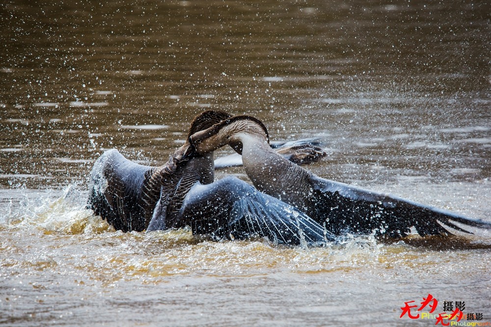 决斗—天鹅争夺配偶权纪实 (9).jpg