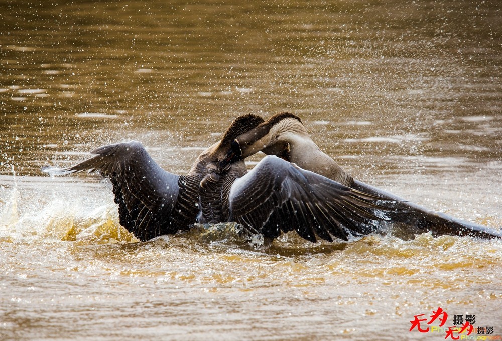 决斗—天鹅争夺配偶权纪实 (10).jpg