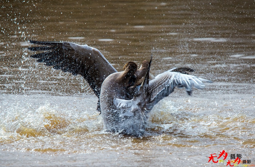 决斗—天鹅争夺配偶权纪实 (11).jpg