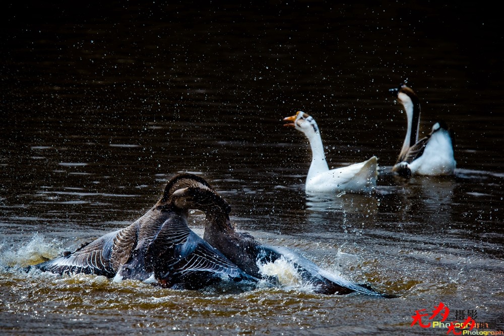 决斗—天鹅争夺配偶权纪实 (13).jpg