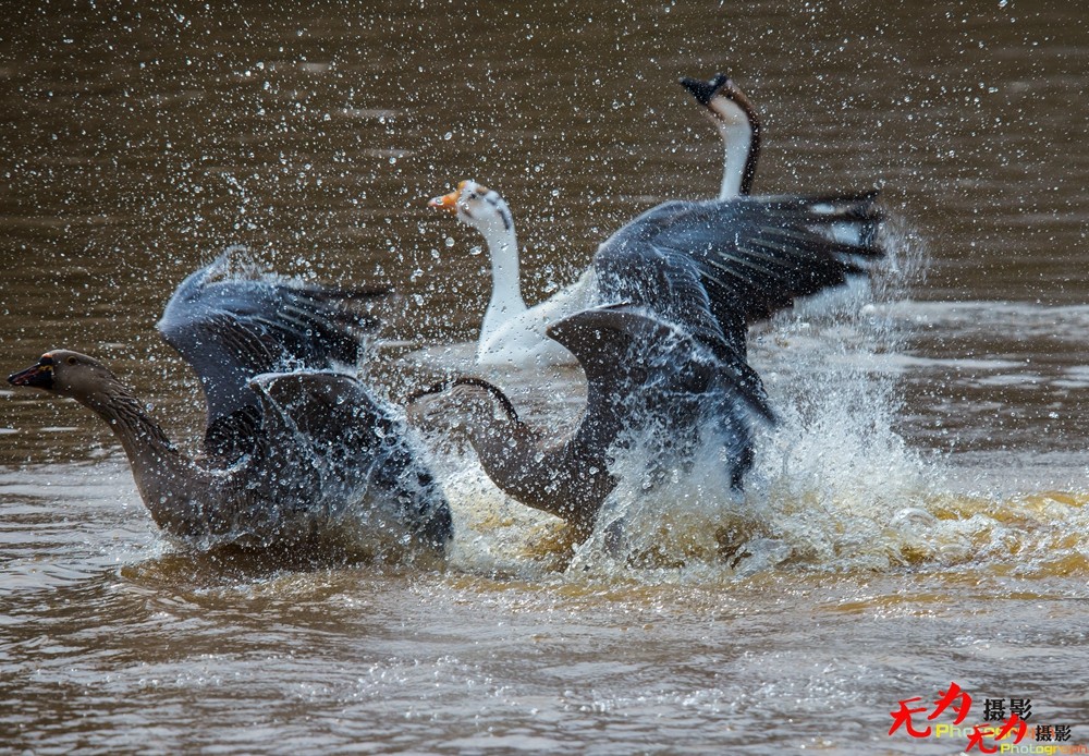 决斗—天鹅争夺配偶权纪实 (21).jpg