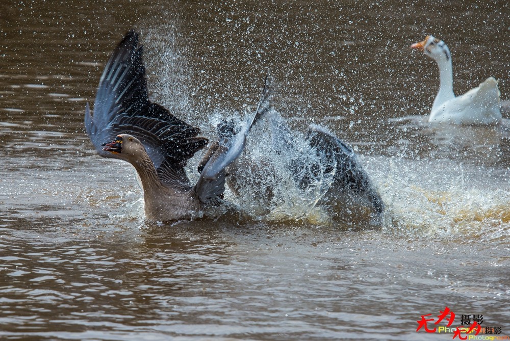 决斗—天鹅争夺配偶权纪实 (22).jpg