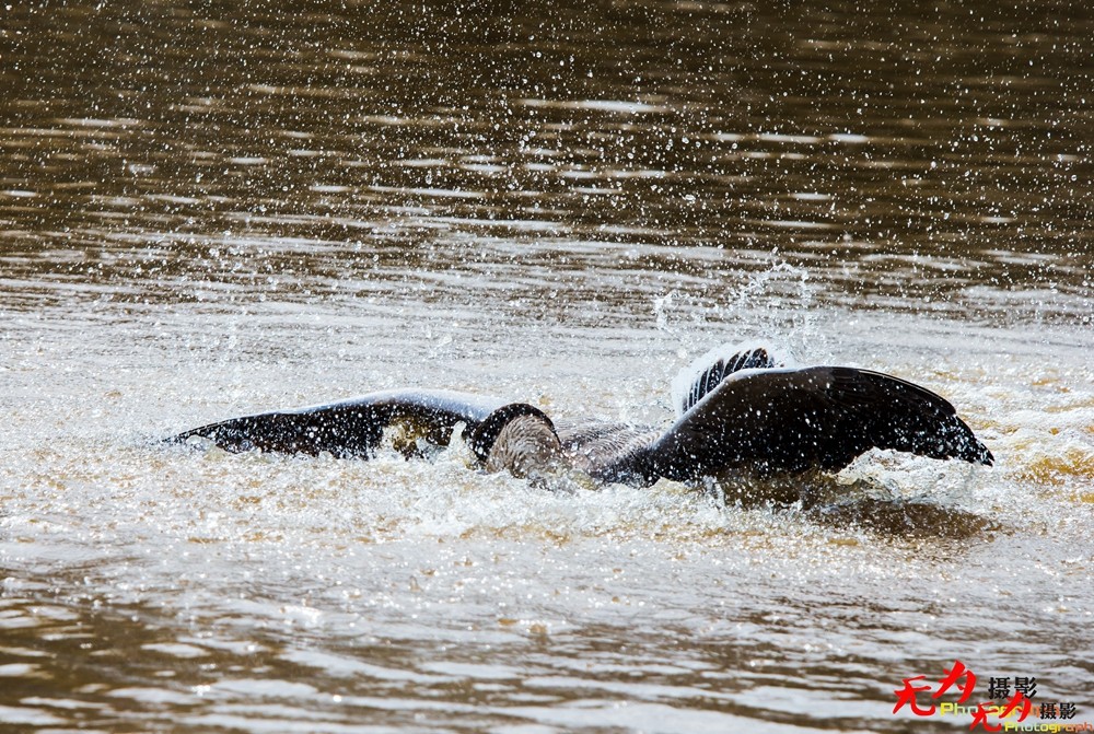 决斗—天鹅争夺配偶权纪实 (24).jpg