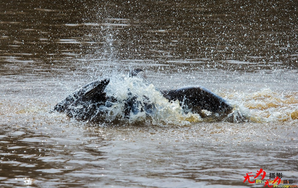 决斗—天鹅争夺配偶权纪实 (23).jpg