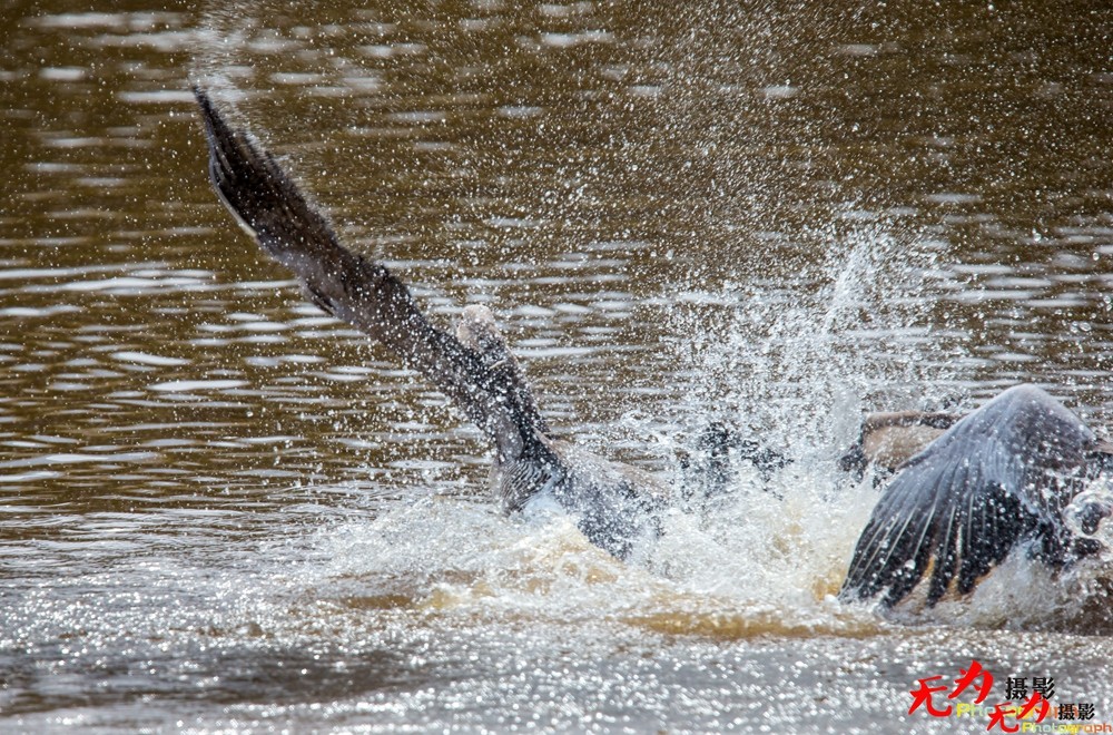决斗—天鹅争夺配偶权纪实 (28).jpg
