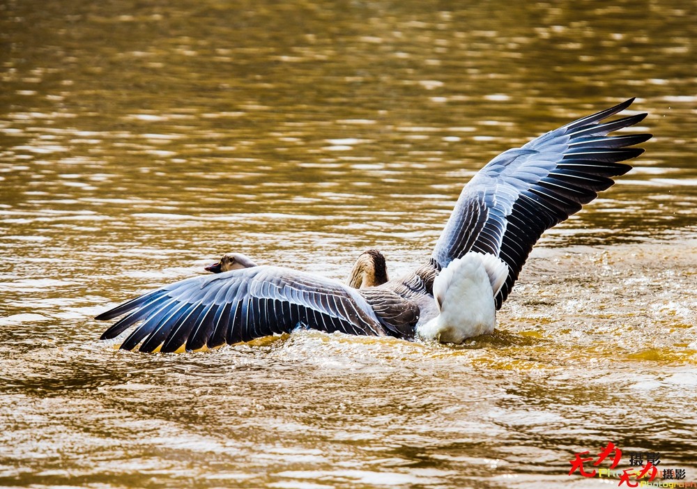 决斗—天鹅争夺配偶权纪实 (25).jpg