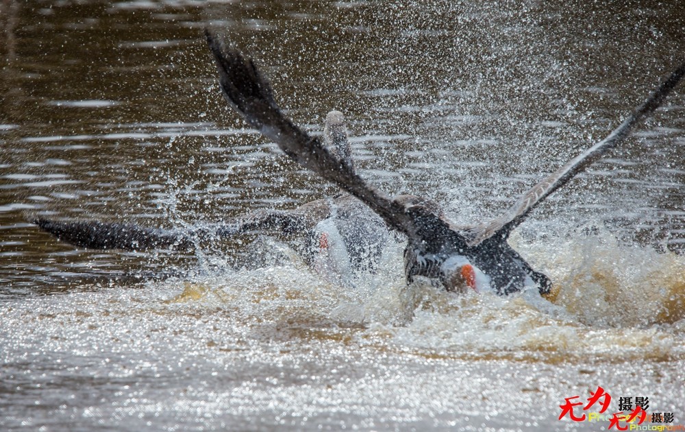 决斗—天鹅争夺配偶权纪实 (29).jpg