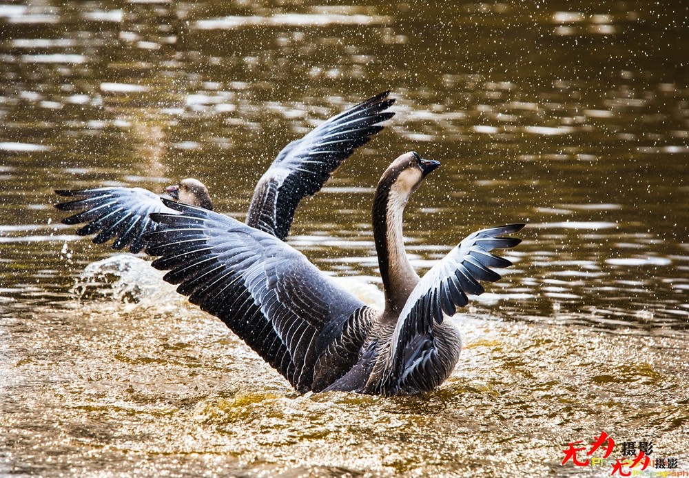 决斗—天鹅争夺配偶权纪实 (32).jpg